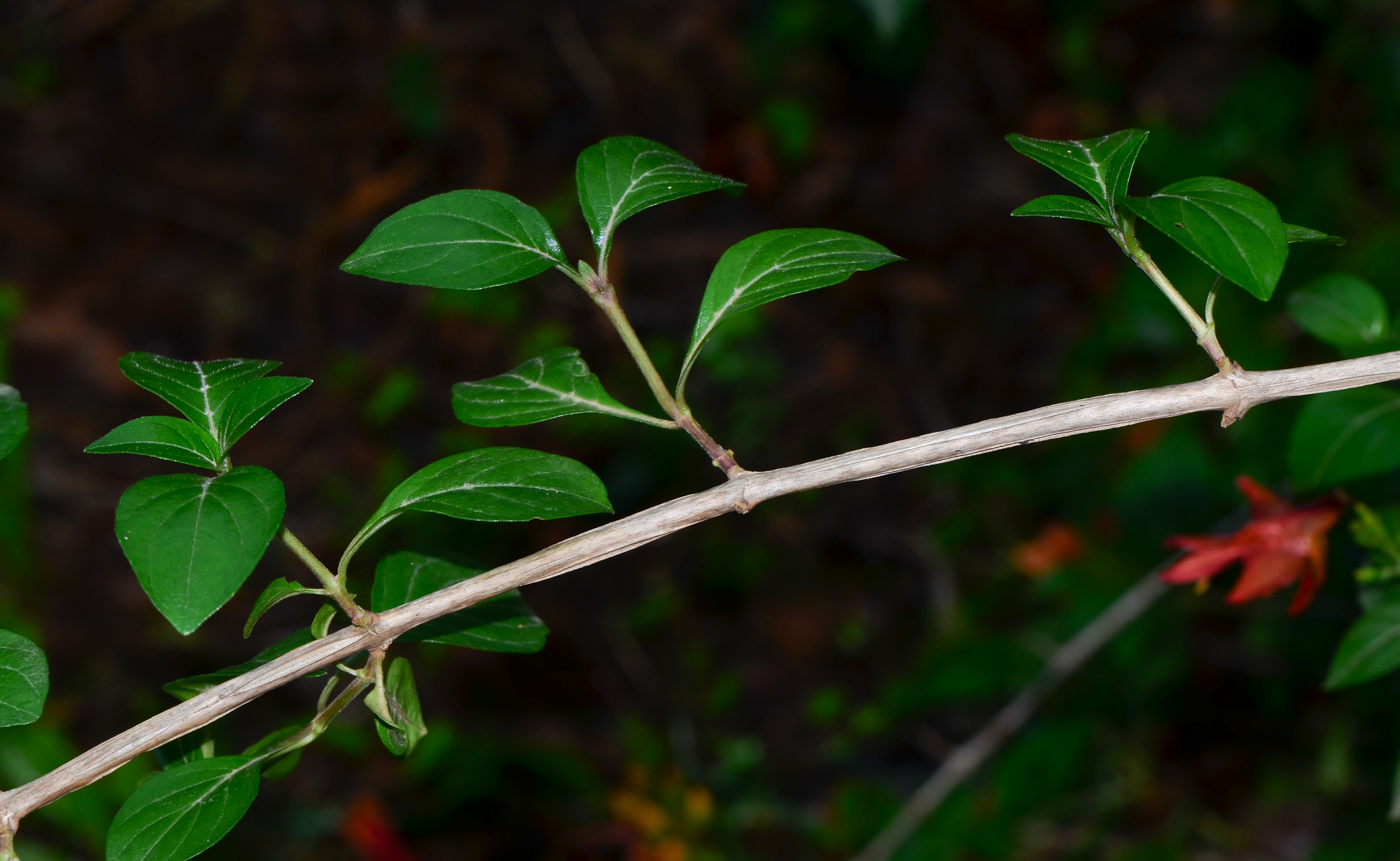 Image of Ruttya fruticosa specimen.