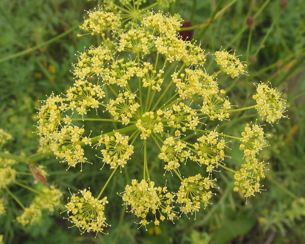 Image of Ferula songarica specimen.