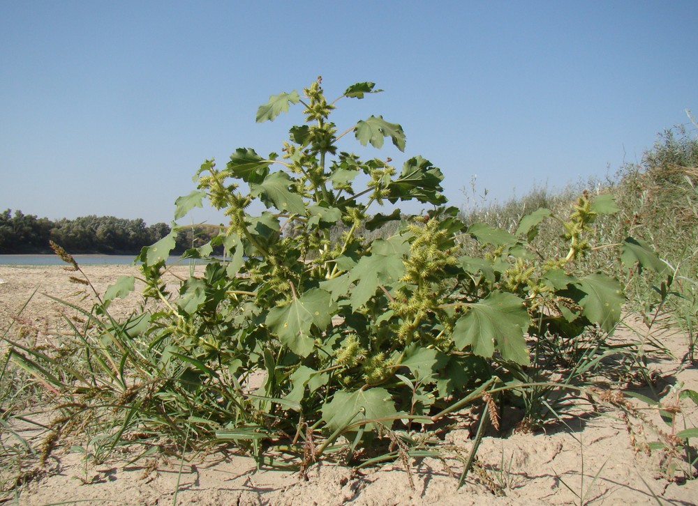 Изображение особи Xanthium orientale.