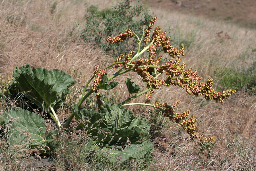 Image of Rheum cordatum specimen.