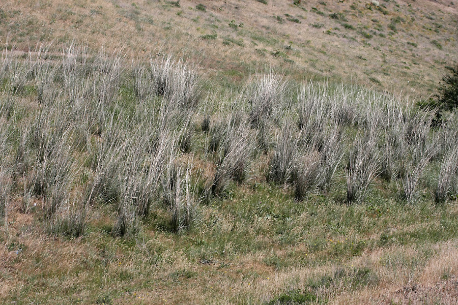 Image of Neotrinia splendens specimen.