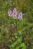 Phlomoides tuberosa