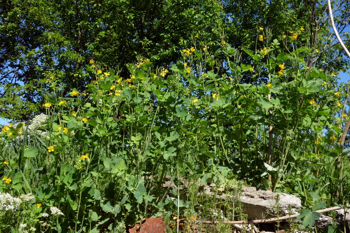 Изображение особи Chelidonium majus.