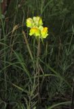 Linaria macroura