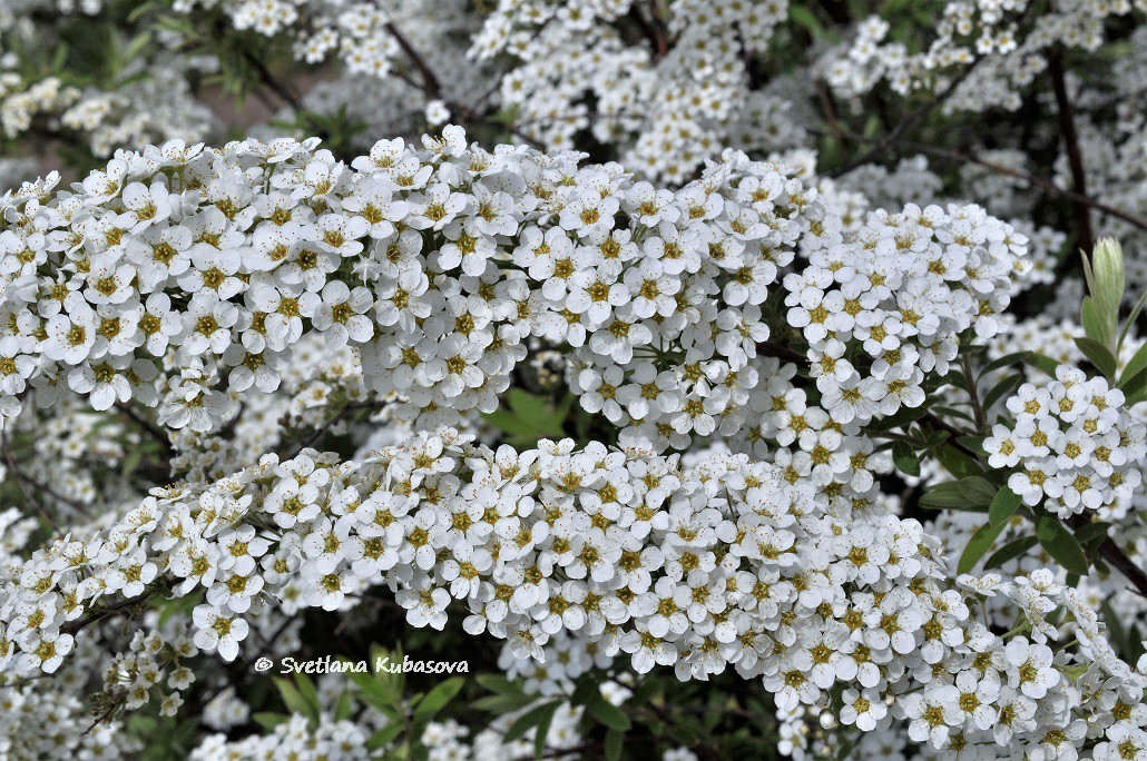 Image of Spiraea grefsheimii specimen.