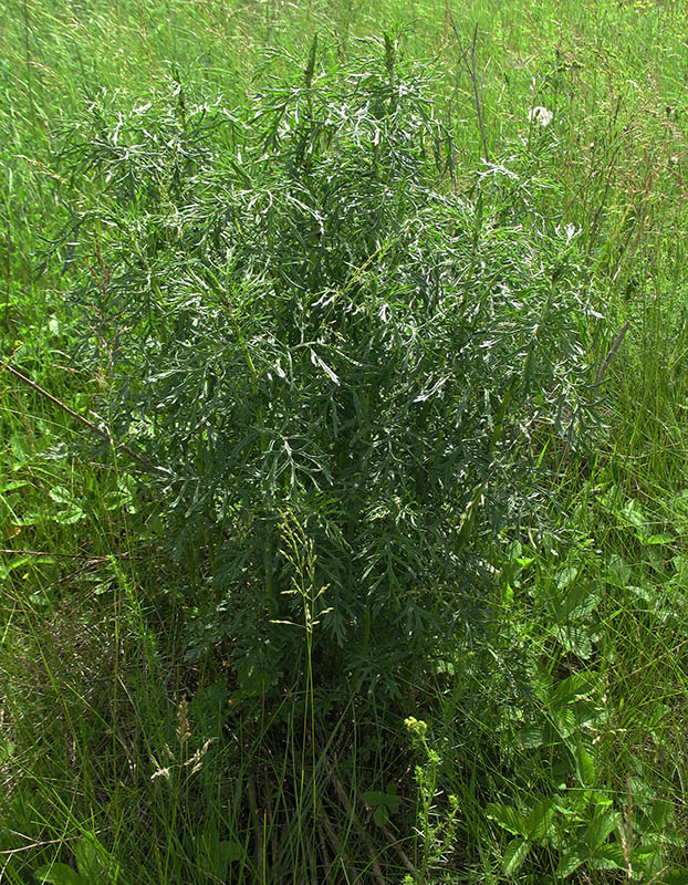 Image of Senecio erucifolius specimen.