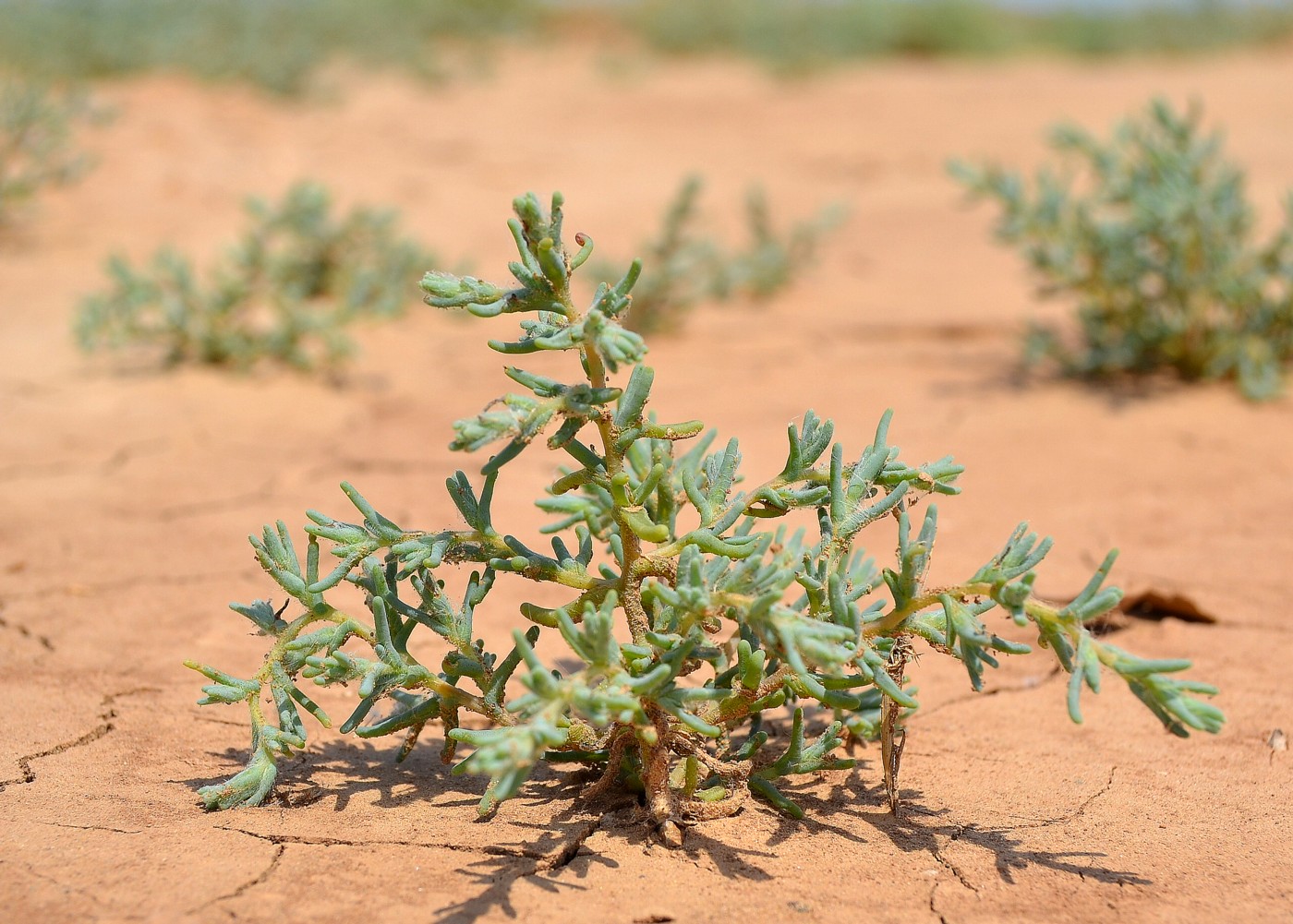 Image of Salsola acutifolia specimen.