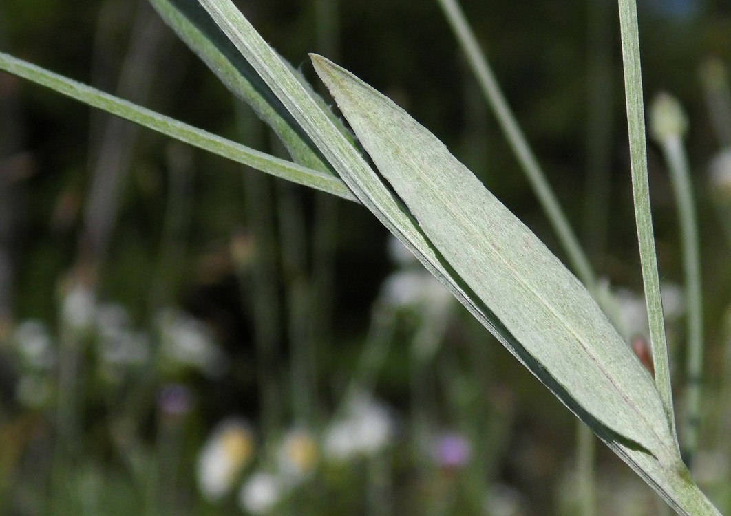 Image of Xeranthemum cylindraceum specimen.