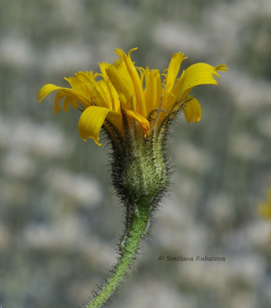 Изображение особи Hieracium maculatum.