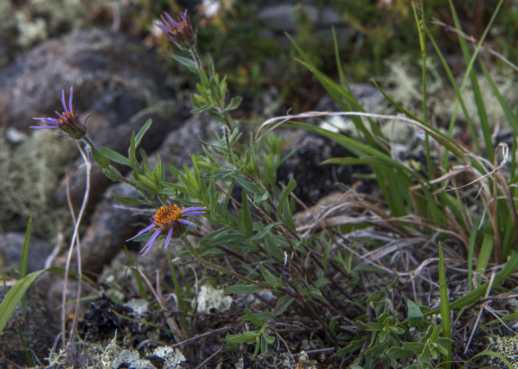 Image of Aster woroschilowii specimen.