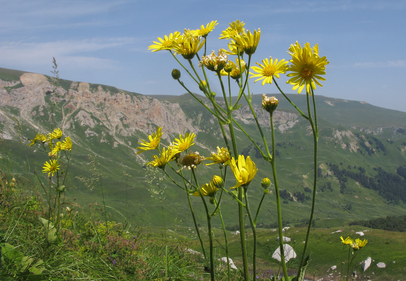 Изображение особи Doronicum macrophyllum.