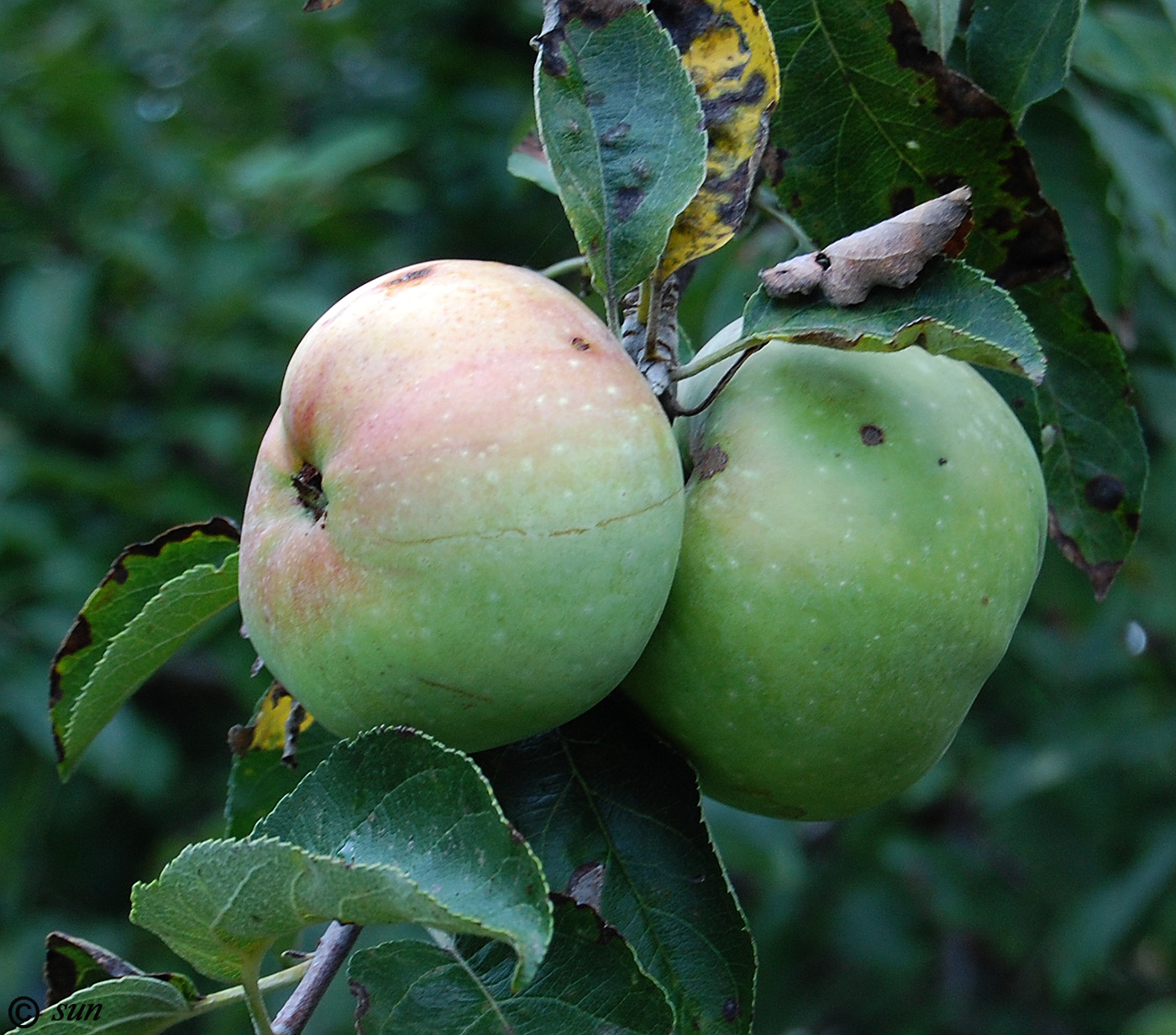 Image of Malus domestica specimen.