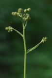 Hieracium lanceolatum. Верхняя часть растения с нераспустившимися соцветиями. Санкт-Петербург, Пушкинский р-н, Павловский парк, под деревьями. 30.06.2016.