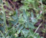Смотреть изображение Cervaria rivinii
