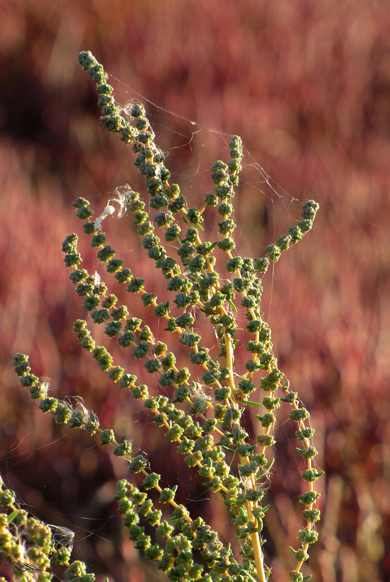 Image of Suaeda salsa specimen.