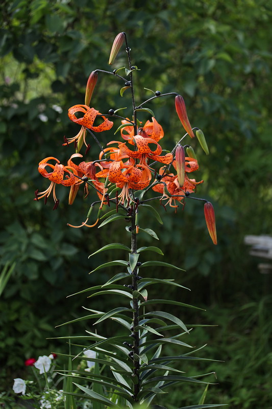 Image of Lilium lancifolium specimen.