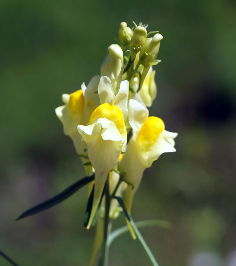 Image of Linaria vulgaris specimen.