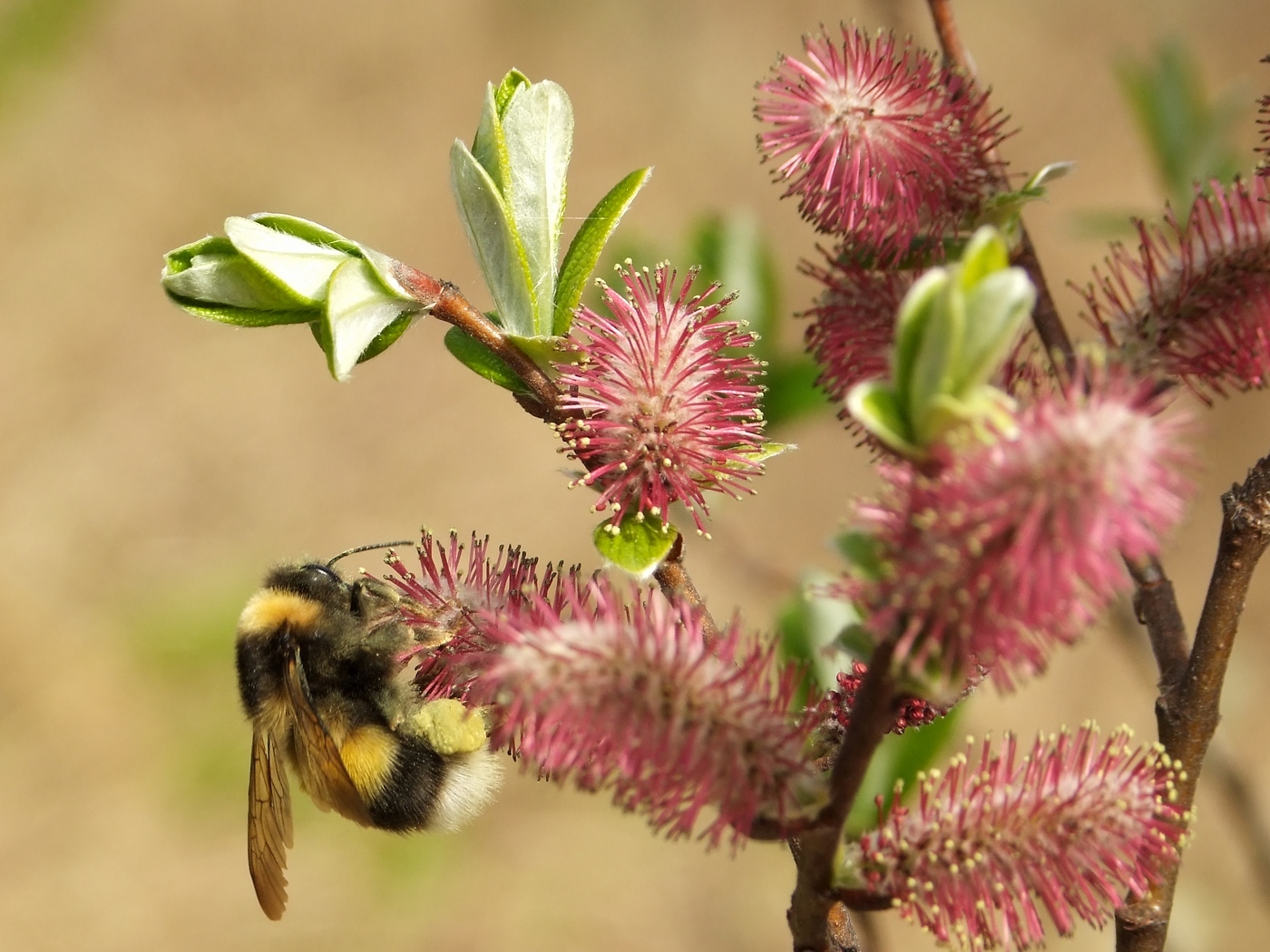 Изображение особи Salix krylovii.