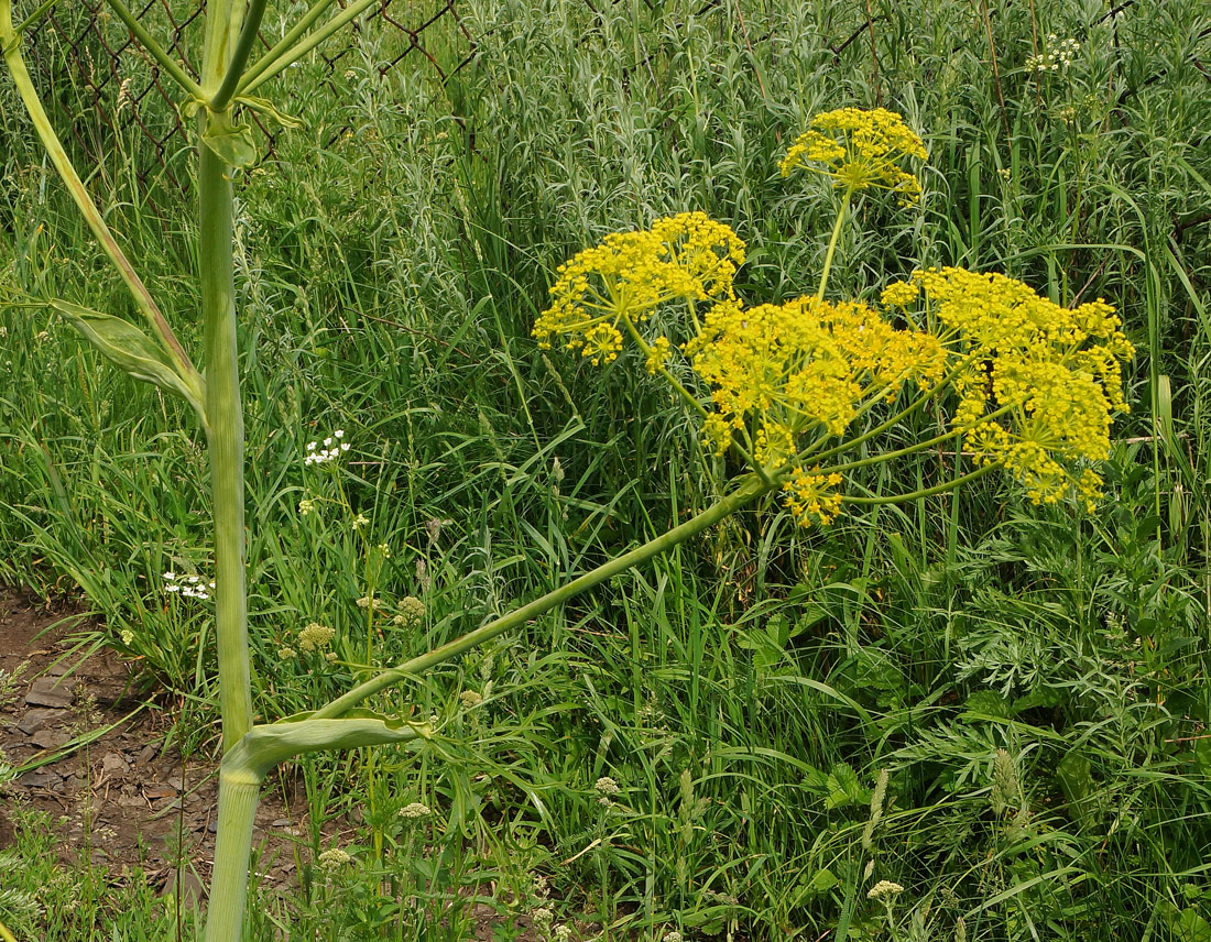 Image of Ferula songarica specimen.