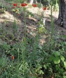 Lilium chalcedonicum