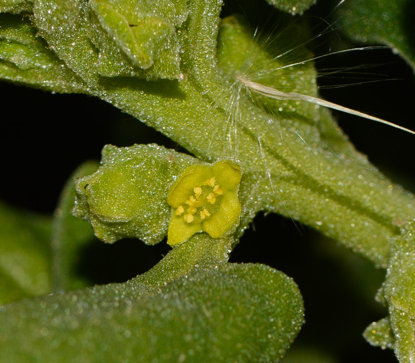 Изображение особи Tetragonia tetragonoides.