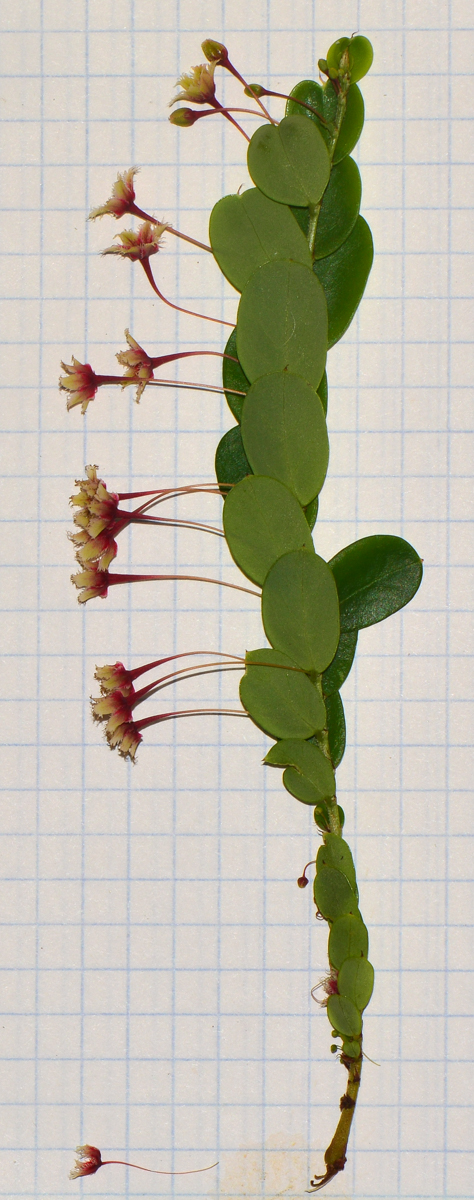 Image of Phyllanthus pulcher specimen.