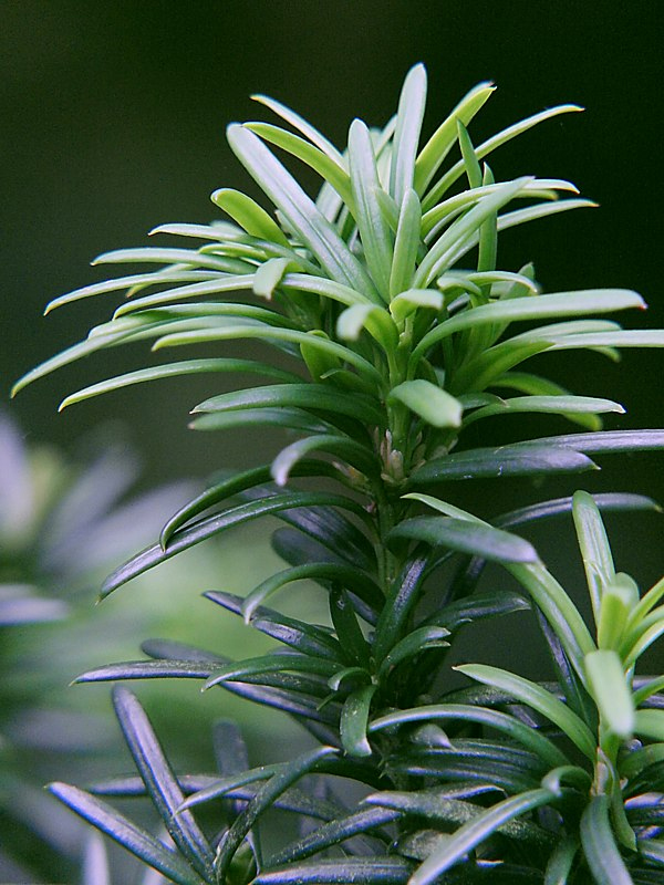 Image of familia Taxaceae specimen.