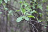 View full-size image Malus sylvestris