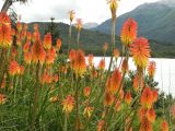 Kniphofia &times; praecox