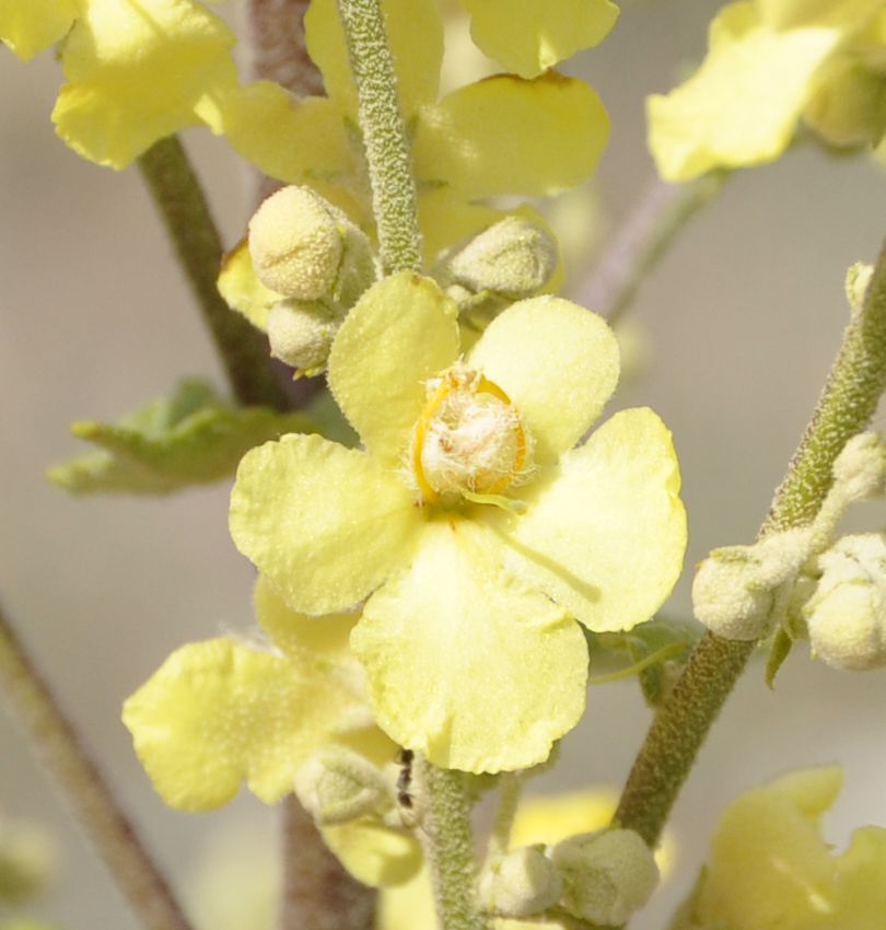 Image of Verbascum banaticum specimen.