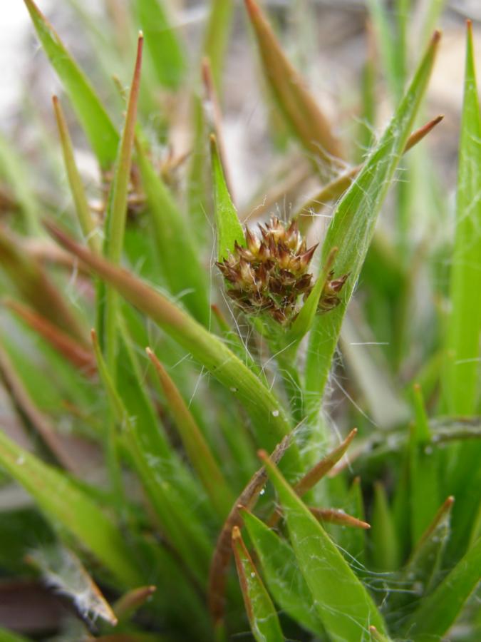 Image of Luzula pilosa specimen.