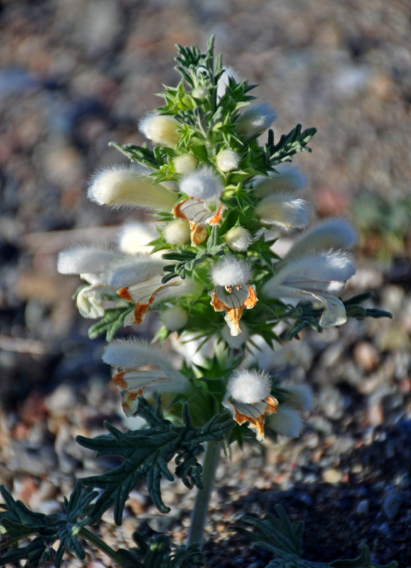 Image of Panzerina canescens specimen.