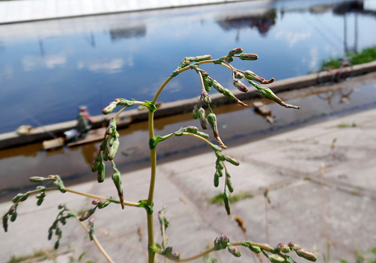 Image of Lactuca serriola specimen.