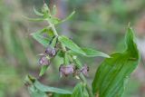 Epipactis helleborine