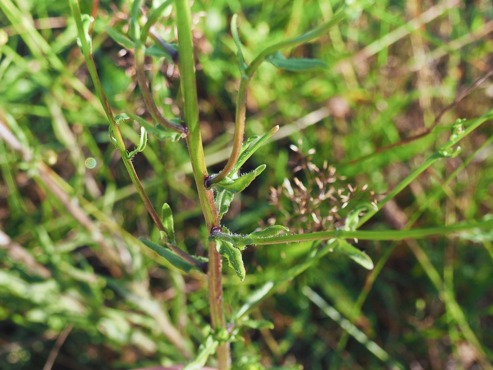 Image of Jasione montana specimen.