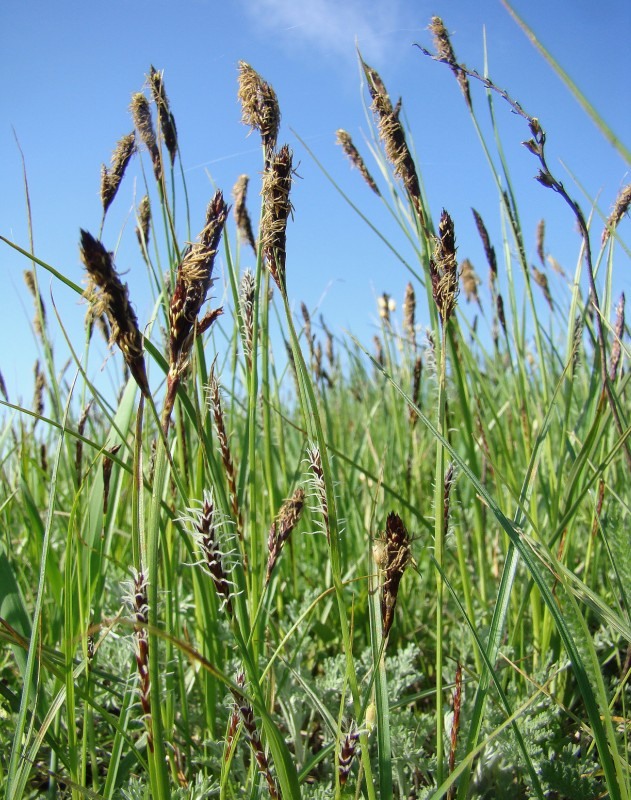 Image of Carex melanostachya specimen.