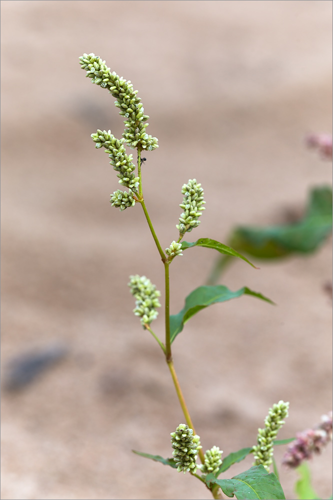 Image of Persicaria lapathifolia specimen.