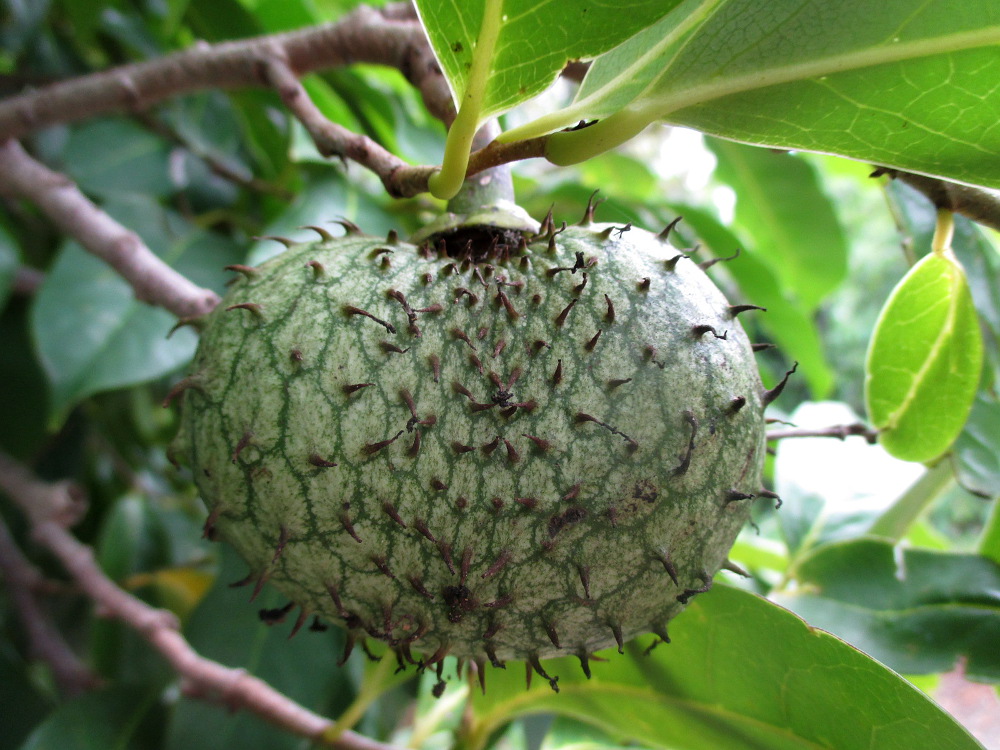 Image of Annona montana specimen.