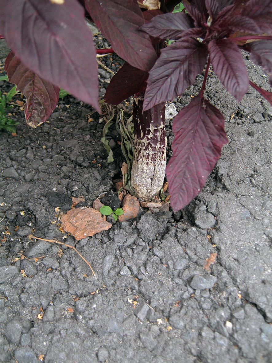 Image of Amaranthus hypochondriacus specimen.