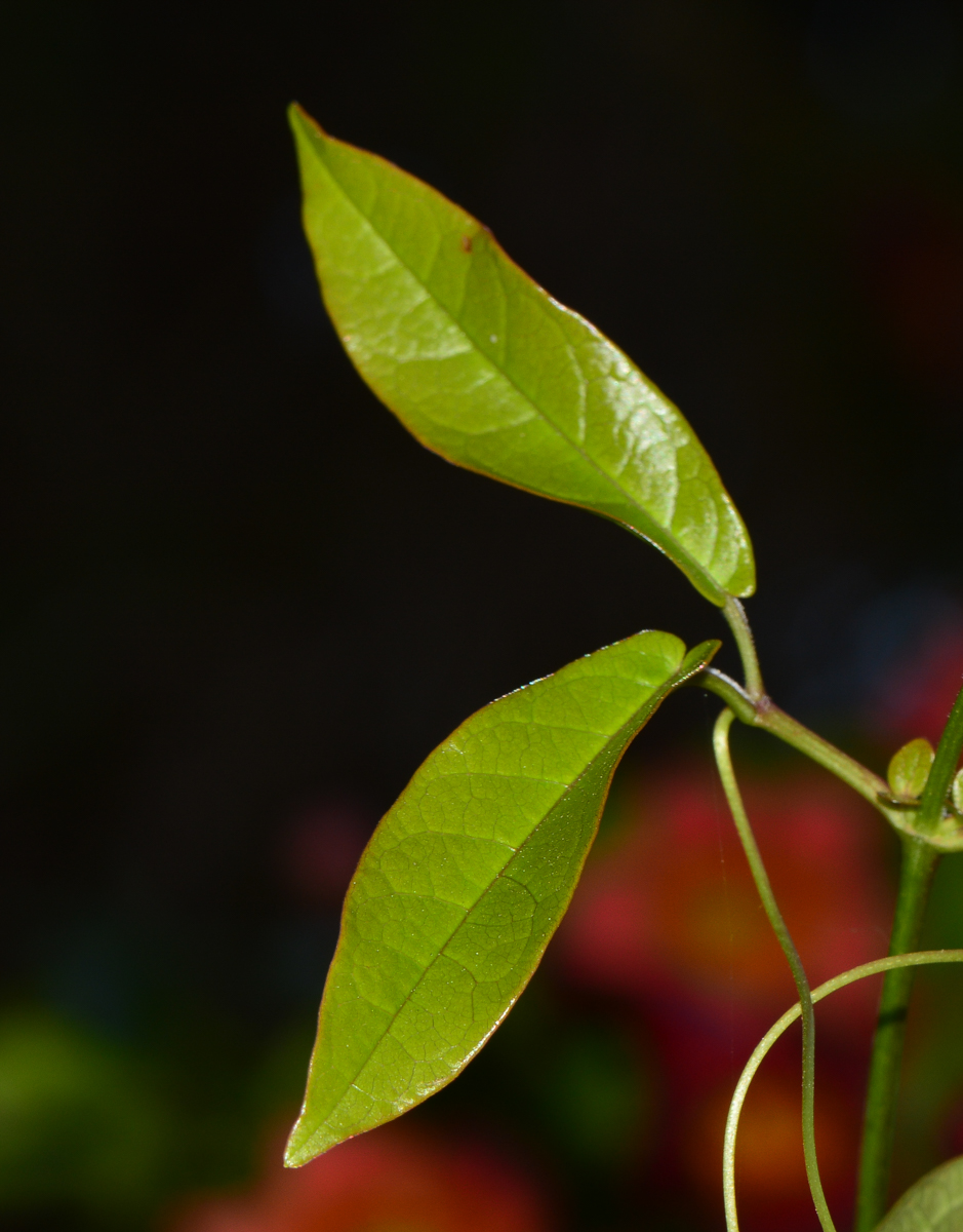 Image of Bignonia capreolata specimen.