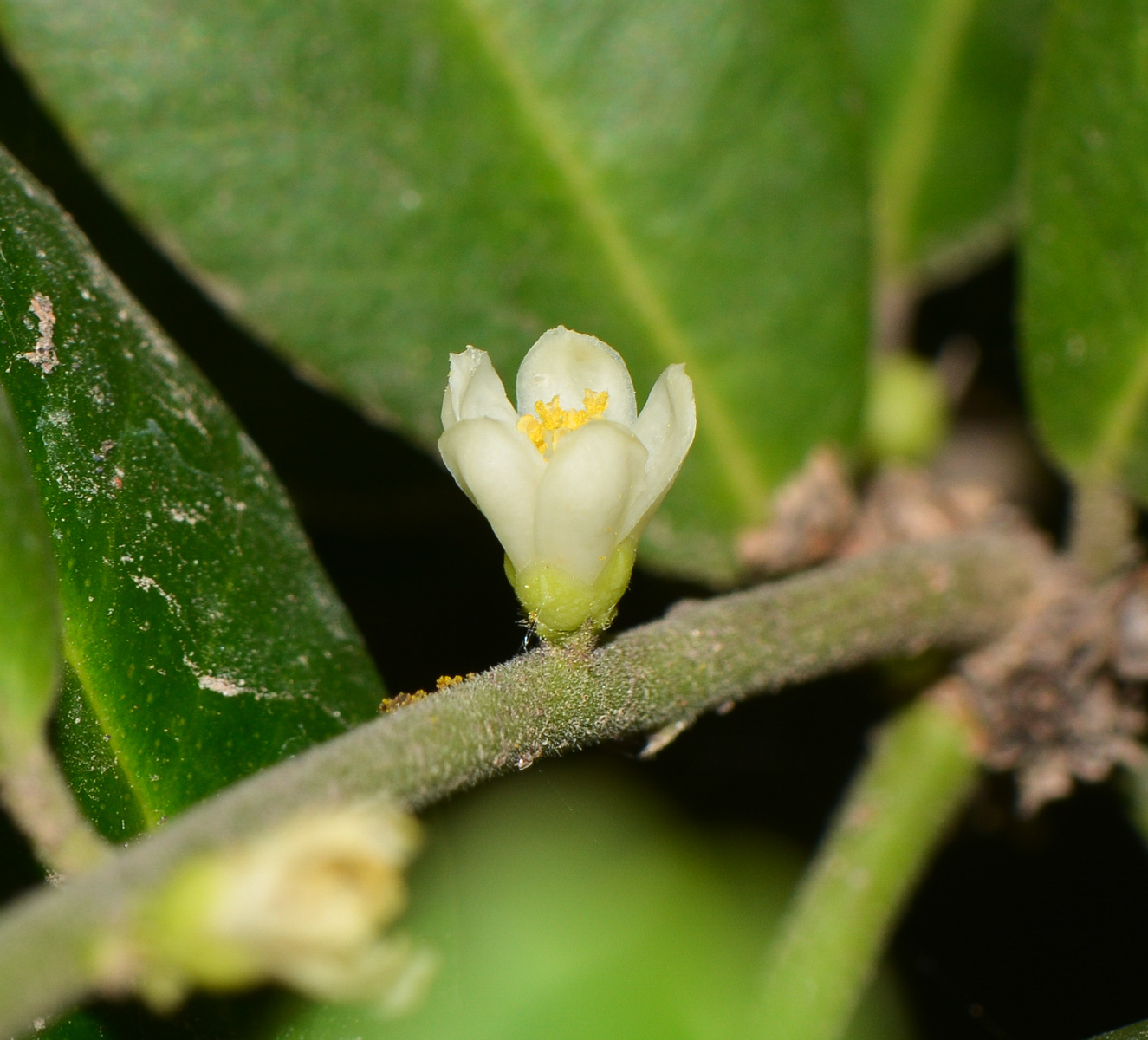 Image of Atalantia buxifolia specimen.