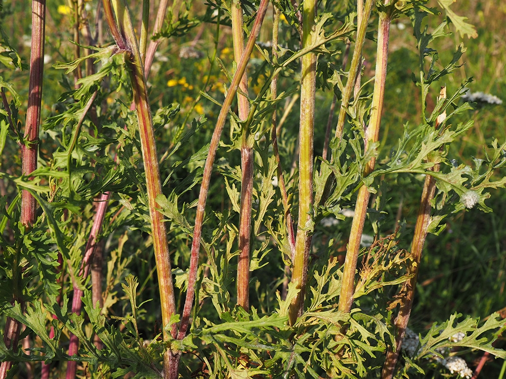 Image of Senecio erucifolius specimen.