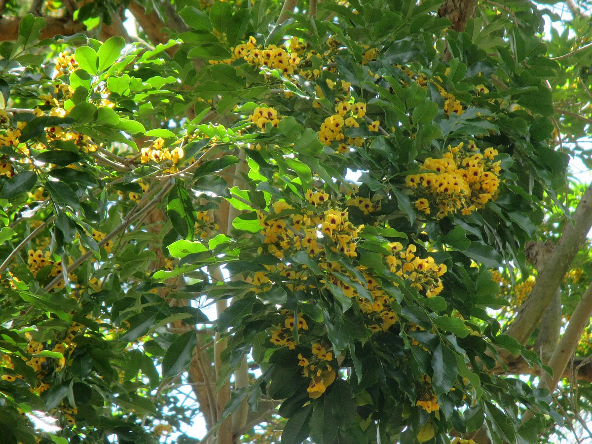 Image of Pterocarpus violaceus specimen.