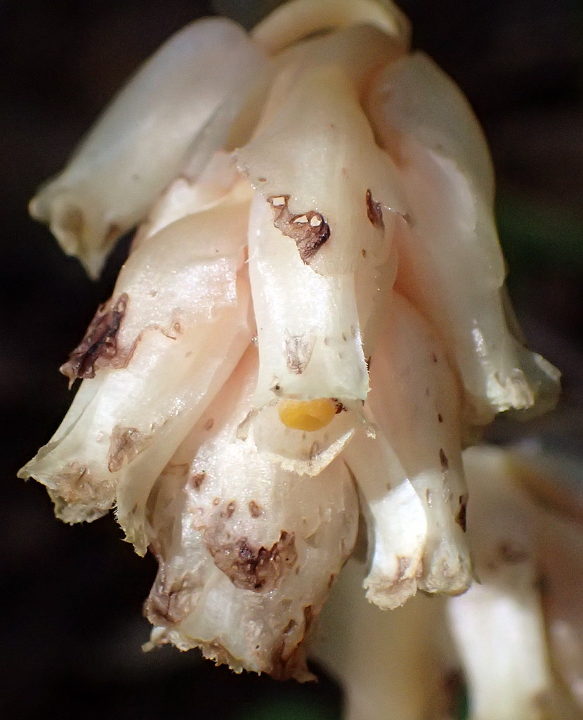 Изображение особи Hypopitys monotropa.