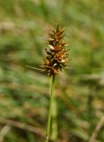 Carex spicata