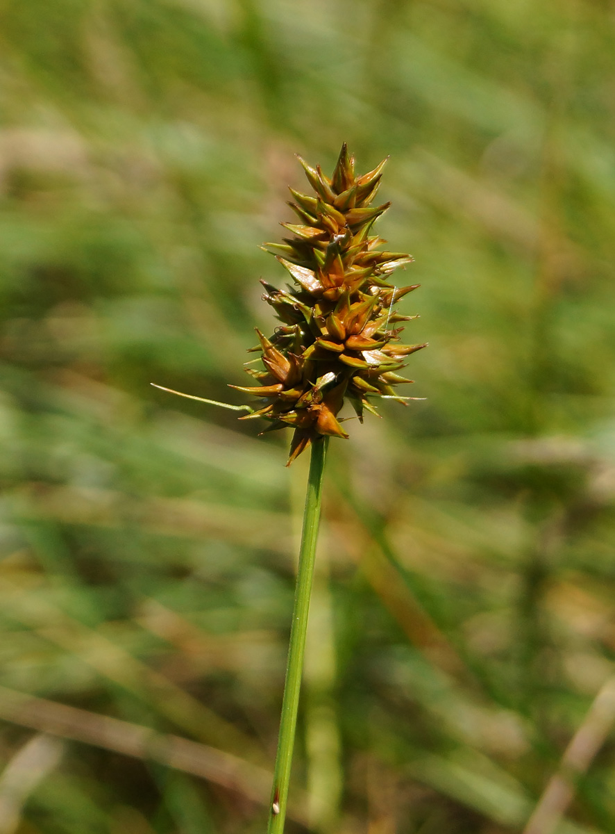 Image of Carex spicata specimen.