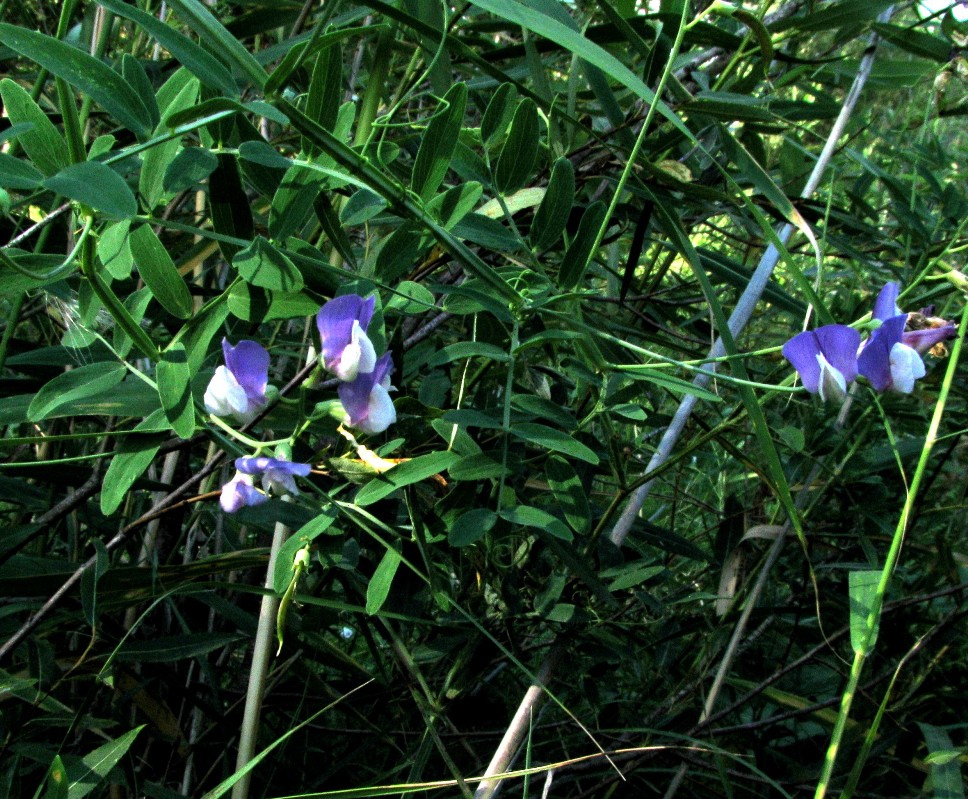 Image of Lathyrus incurvus specimen.