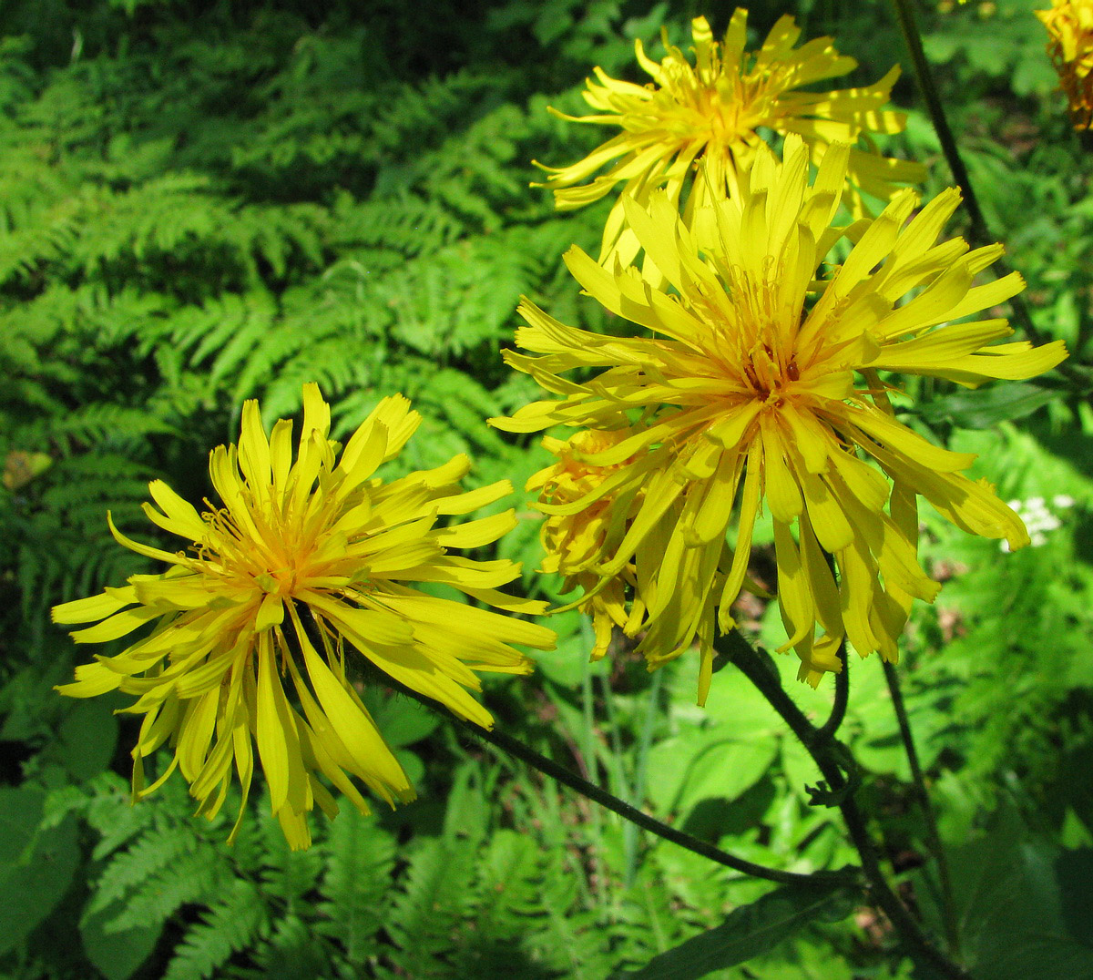 Image of Crepis sibirica specimen.