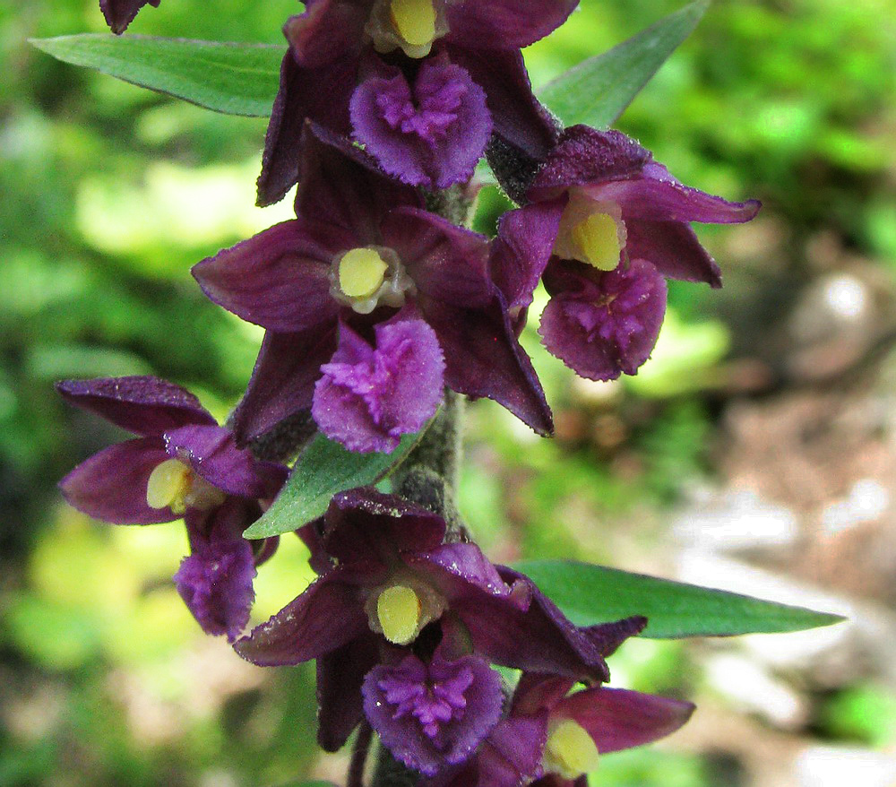 Image of Epipactis atrorubens specimen.