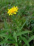 Hieracium umbellatum. Верхушка цветущего растения. Свердловская обл., окр. г. Североуральск, сосняк на известняках. 03.08.2009.